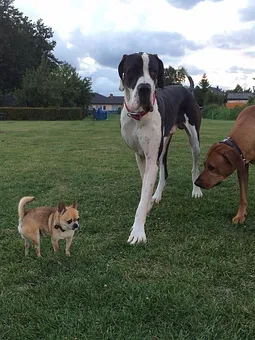 eingezäunte Hundespielwiese