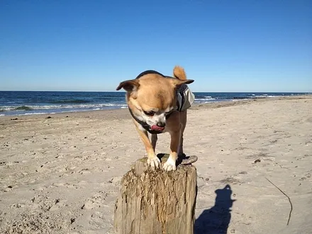 Pirat Frodo am Hundestrand 