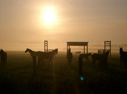 Reiterhof mit Halle in Born