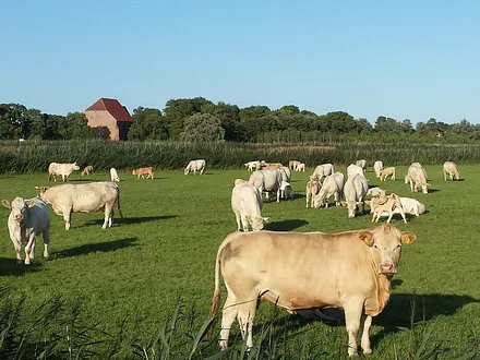 Außenbereich - Kühe