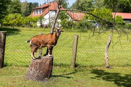 Die Ziege hat den Überblick.