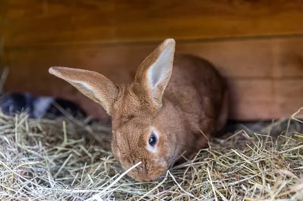 Die Kaninchen und Meerschweinchen werden gern gestreichelt.