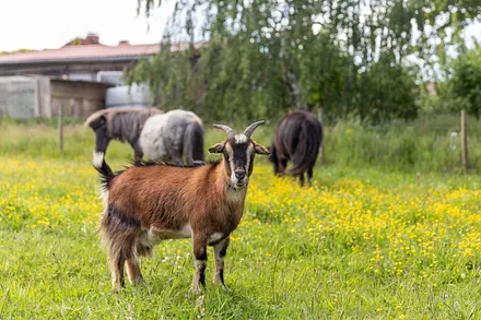Die Ziege und zwei Ponys wohnen ebenfalls in der Alten Försterei.