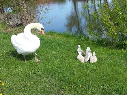 Außenbereich - Teich