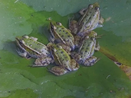Frösche im Hofteich