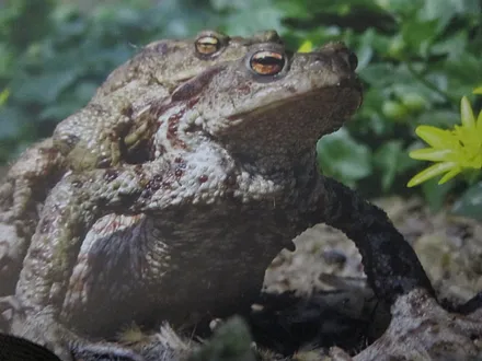 Frösche