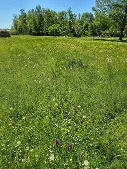 Hofwiese 2
