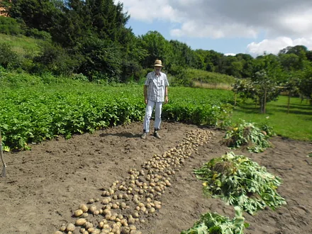 Selbstversorger Haus Klimek, Kartoffelernte