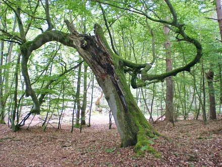 Im Nationalpark "Vorpommersche Boddenlandschaft"