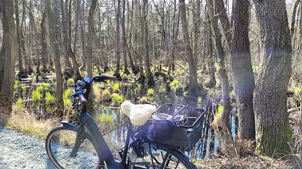 Fahrradtour durch den Darsser Urwald