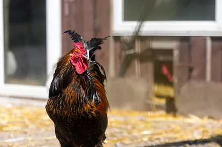 Der Chef vom Hühnerhof ...