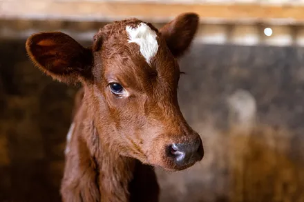 Ein ganz junges Kälbchen ...