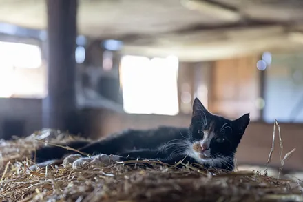 Der Schmusetiger ...