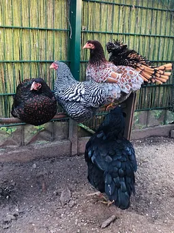 Unsere Mitbewohner :-)