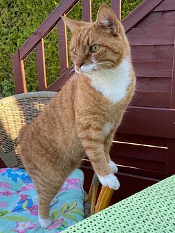 Knutschkugel 2 Herr Schröder