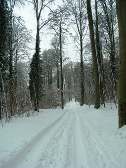 Küstenwald im Winter