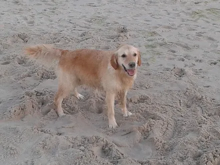 außerhalb der Saison am Strand auch ohne Leine oder am ganzjährig am Hundestrand (1,5km)