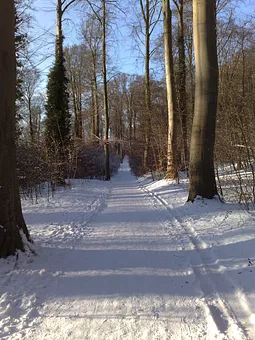 Küstenwaldweg im Winter