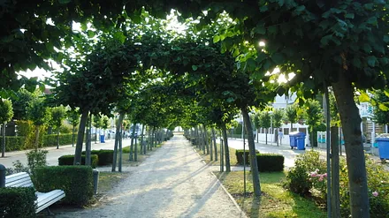 Allee in der Strandstraße