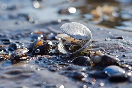 Strandmuscheln