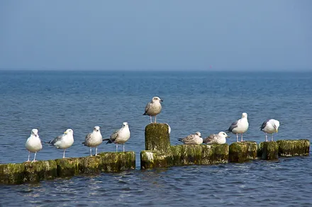 Ostsee-Möwen