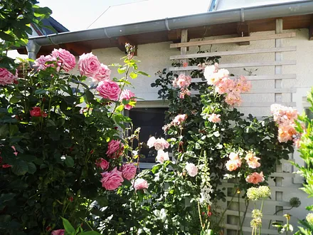 Rosen im Innenhof