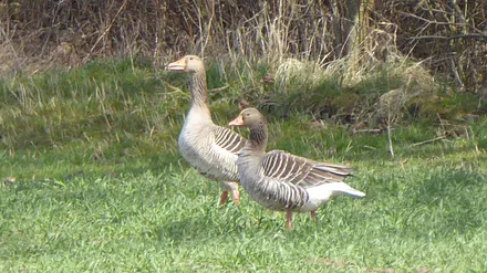 Wildgänse