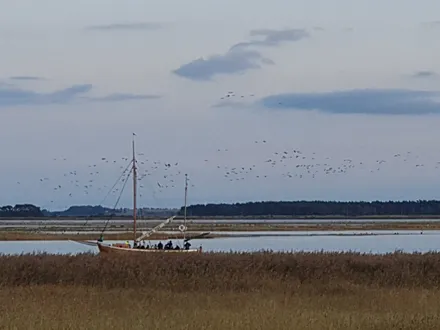 Am Bodden Kranichpflug Nov/Oktober
