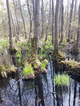 Erlenbruch im Darßerwald