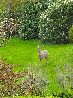 Rehbock in der Natur im Mai
