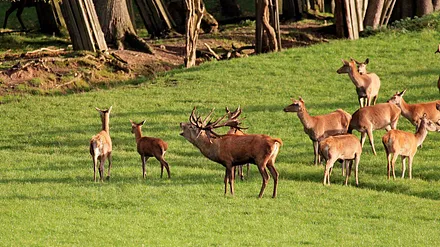 Hirschbrunft mit seinem Harem auf dem Pramort Nov./Oktober