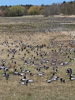 Nonnengänse im November