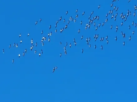 Kranichflug Mtte Oktober