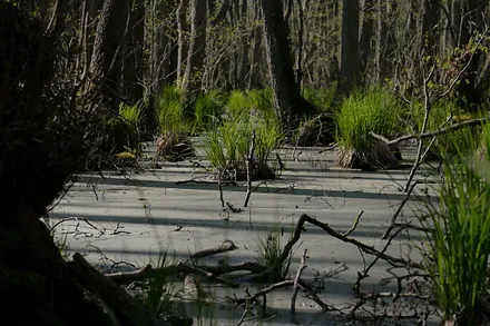 Erlenbruch im Nationapark