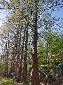 Mammutbäume im Osterwald