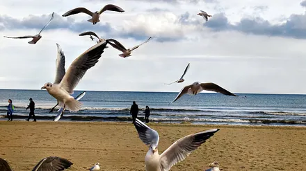 Möwenfütterung am Strand von Zempin