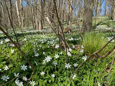 Frühling in der Granitz