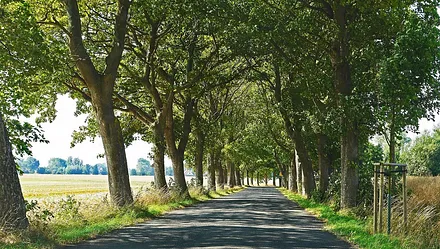 Die berühmten Alleen auf Rügen finden Sie auch dicht bei Binz