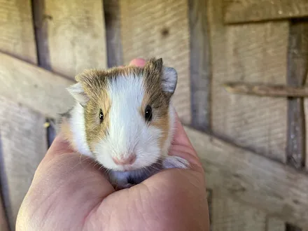 Im Meerschweinchenhaus.