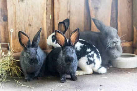 Im Hasenhaus wird viel Grünes weggemümmelt.