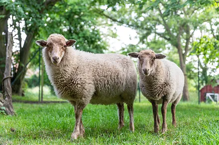 Die Tiere auf dem Hof dürfen jederzeit gestreichelt und gefüttert werden. 