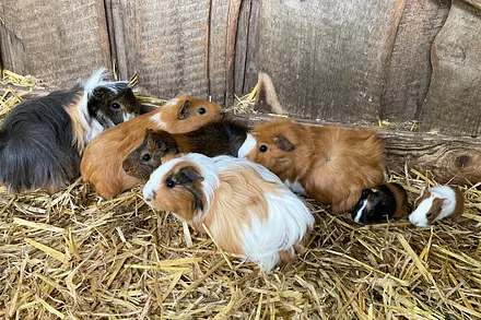 Das Meerschweinchenrudel ...