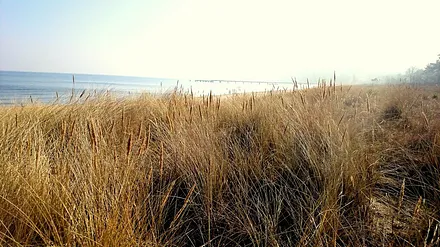 Aussicht auf die Seebrücke von Göhren zwischen Göhren und Baabe