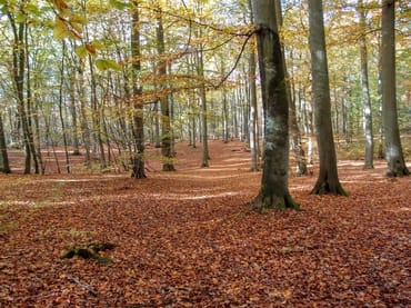 Herbst auf der Insel