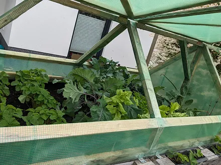 Der grüne Daumen im Hochbeet