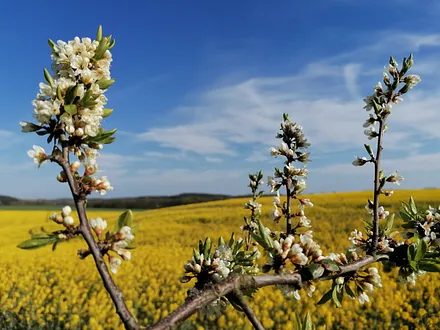 Rapsblüte im Hinterland der Insel