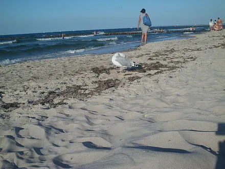 Abends haben Möwen ihre Ruhe