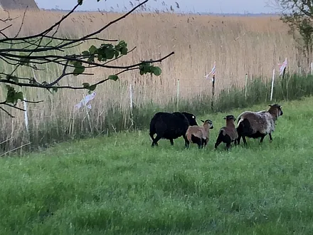 Unsere Schaffamilie