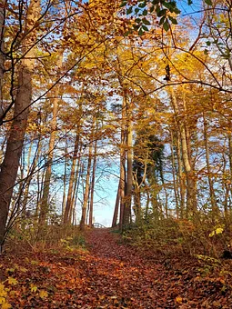 Küstenwald vor dem Grundstück