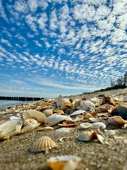 Viele Muscheln